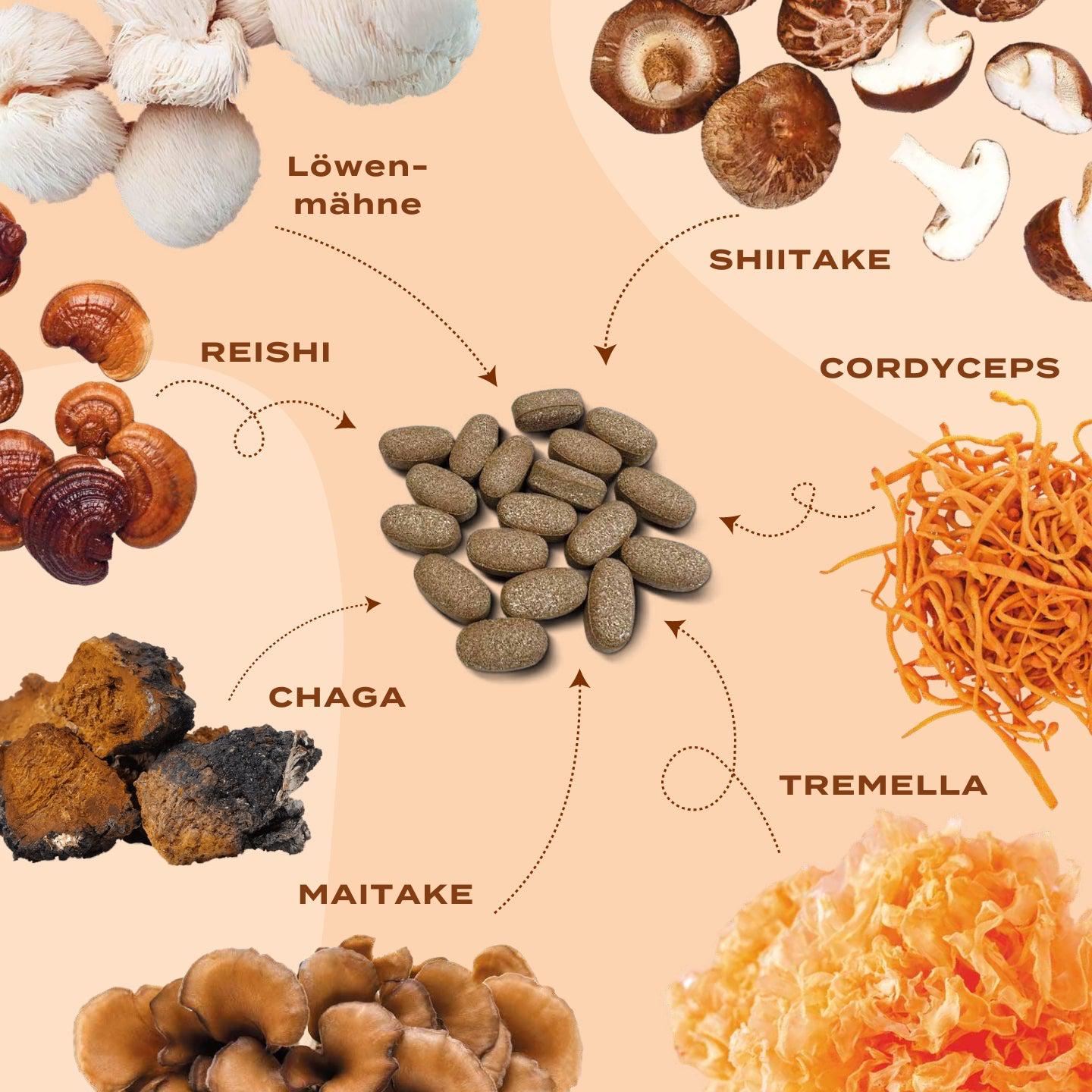 7 verschiedene Pilzarten